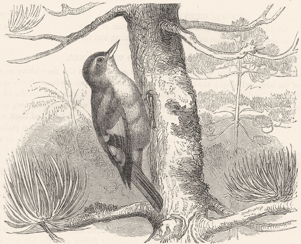 SEARCHER. Tree Climber. Hairy-Cheeked Stair-beak c1870 old antique print